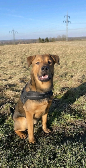 mischlings hund