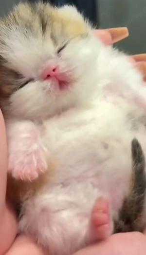   Kuschelbärchen-Alarm!    Zuckersüße BKH-Babys