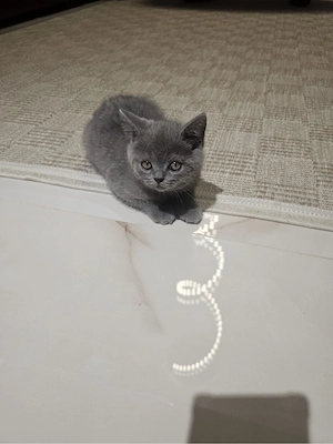 Liebevolle BKH-Katze sucht ein neues Zuhause     