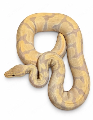 0.1 Enchi Mojave Candy 