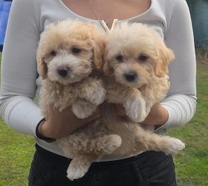 maltipoo welpen 
