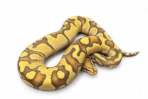 1.0 Chocolate Fire Hypo