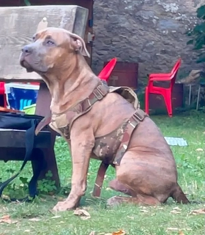 Boxer   American Bully