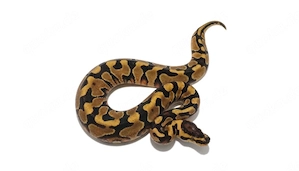 1.0 Enchi Yb DH DG Clown
