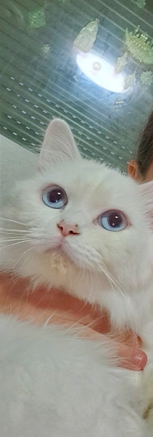 Turkisch Angora katze 