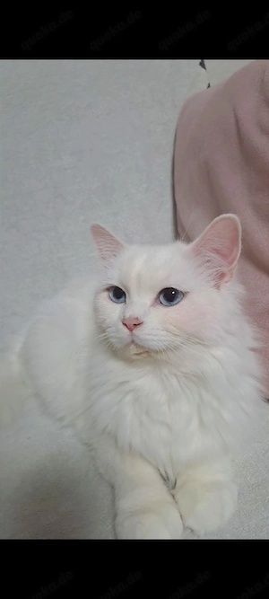 Turkisch Angora katze 