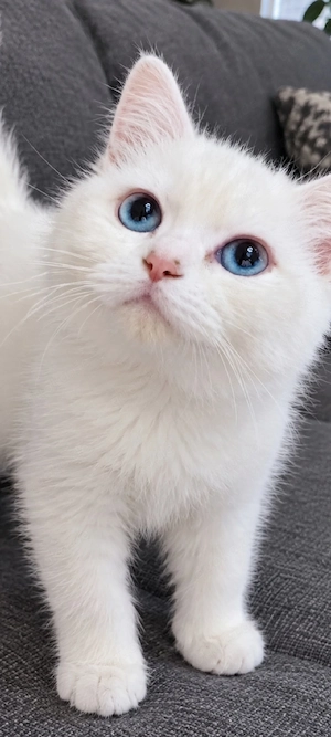 persische katze in weiß