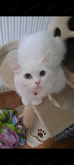 persische katze in weiß