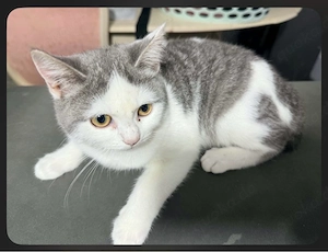 weibliche kitten 