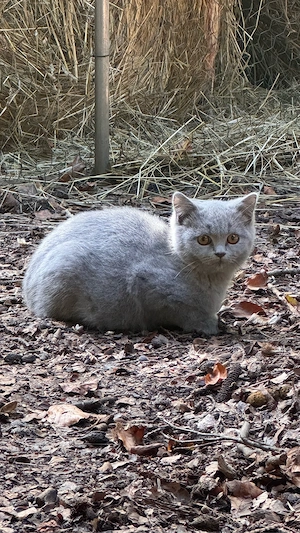 BKH Kater blue männlich Kitten 22 Wochen Britisch Kurzhaar Katze