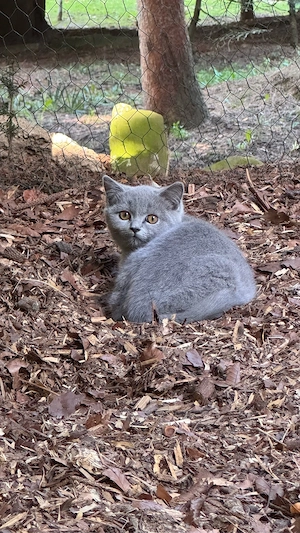BKH Kater blue männlich Kitten 22 Wochen Britisch Kurzhaar Katze
