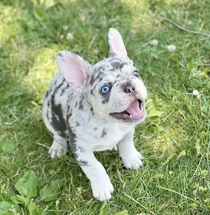 Französische Bulldoggen Welpen suchen ein schönes Zuhause 