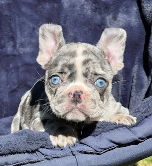 Französische Bulldoggen Welpen