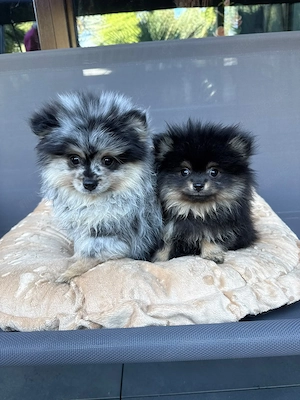 Pomeranian Zwergspitz Welpen