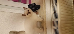 Britisch kurzhaar Kater 