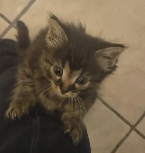 2 Süße Maine-Coon Mix Kitten 