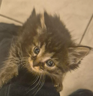 Süße Main-Coon Mix  