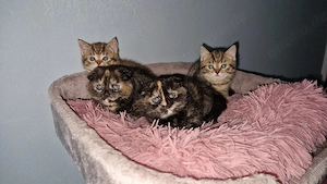 4 süße kitten