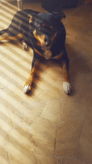 Schäferhund mischling 
