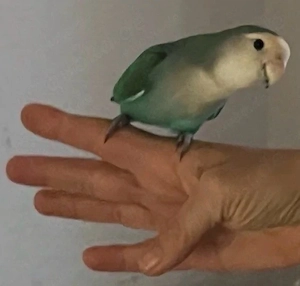 2 handzahme Rosenköpfchen