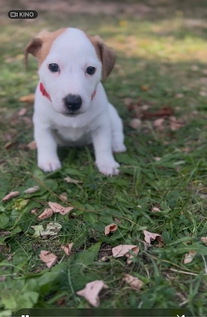 Jack Russell Terrier suchen neun Haus 18 Oktober sind abholbereit 