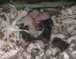 Goldhamster Nachwuchs