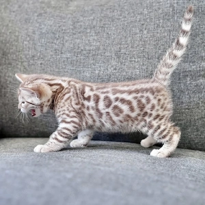 Entzückende Bengal-Kätzchen