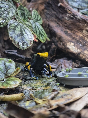 Dendrobates tinctorius tumucumaque 