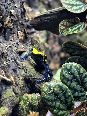 Dendrobates tinctorius nominat 