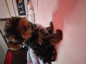 Yorkshire Terrier Welpe