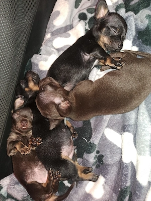 Russkiy Toy Mix