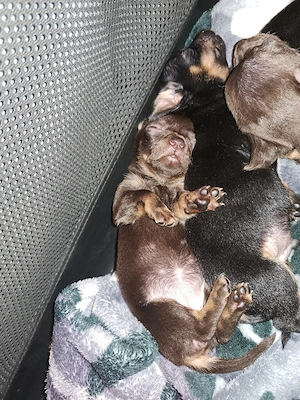 Russkiy Toy Mix