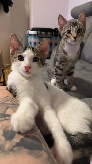 Bengalmix 