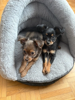    Langhaarige Russische Toy Terrier Welpen suchen liebevolle Familien
