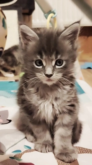 Maine Coon Mädchen aus seriöser Zucht mit Stammbaum