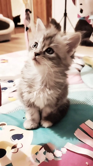 Silbernes Maine Coon Mädchen aus seriöser Zucht mit Stammbaum