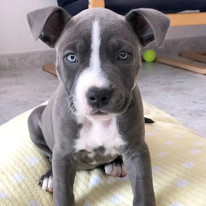 American Staffordshire Terrier-Welpen