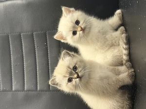 zwei schöne Katzen