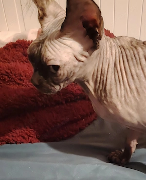 Kastrierte Sphynx-Dame   Junior Champion   sucht liebevolles Zuhause