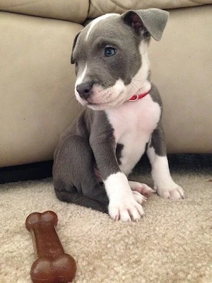 Wunderschöne American Staffordshire Terrier Welpen