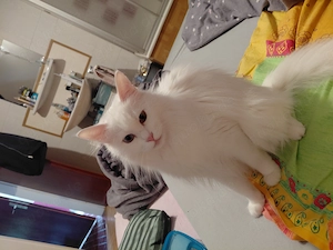 Maincoon Mix kitten abzugeben 