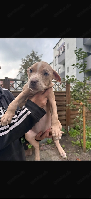 American Bully XL