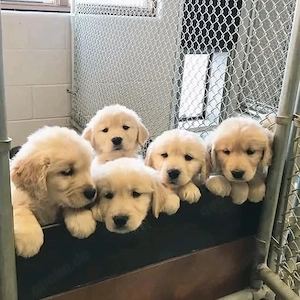 Golden-Retriever-Welpen suchen ein liebevolles Zuhause