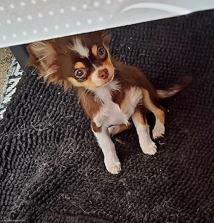 Reinrassige zuckersüße Chihuahua Hündin