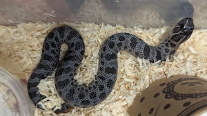Stormcloud   Sable   Axanthic Heterodon nasicus, Hakennasennatter