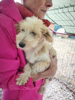 Roxy - ein kleines Herz möchte ankommen
