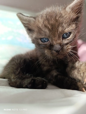 Babykatzen sucht ein neues Zuhause 