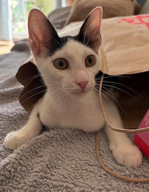 Cherry, 5 Monate, sucht ihre Familie! 