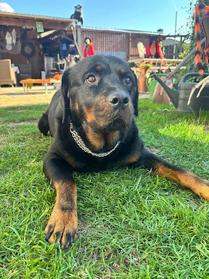 Rottweiler welpen 