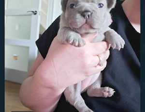 Französische Bulldoggenwelpen